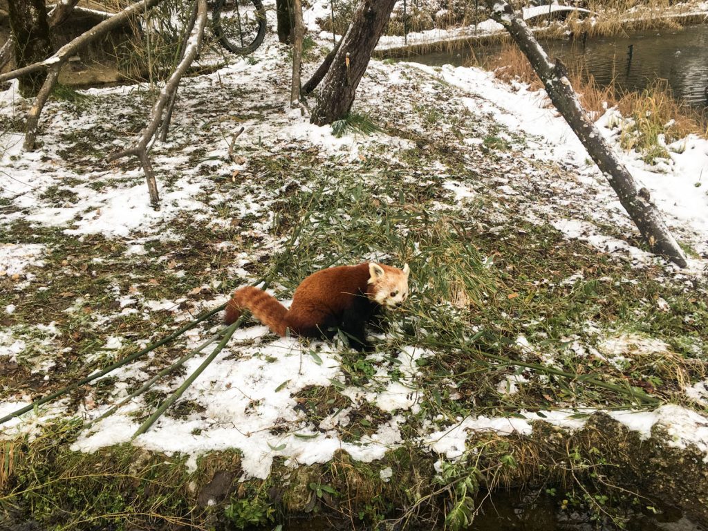 Roter Panda